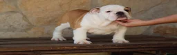 Bulldog Inglés perros en venta: Bulldog ingles de Calidad  - Anuncio 1
