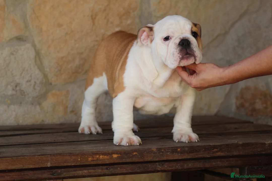Bulldog Inglés perros en venta: Bulldog ingles de Calidad  - Anuncio 1