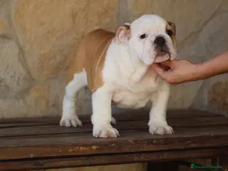 Bulldog Inglés perros Bulldog ingles de Calidad - Anuncio 2