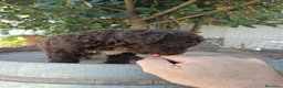 Perro de Agua Español perros en venta: Perro de agua  - Anuncio 7