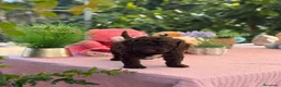 Perro de Agua Español perros en venta: Excelente camada de perro de aguas chocolate  - Anuncio 3
