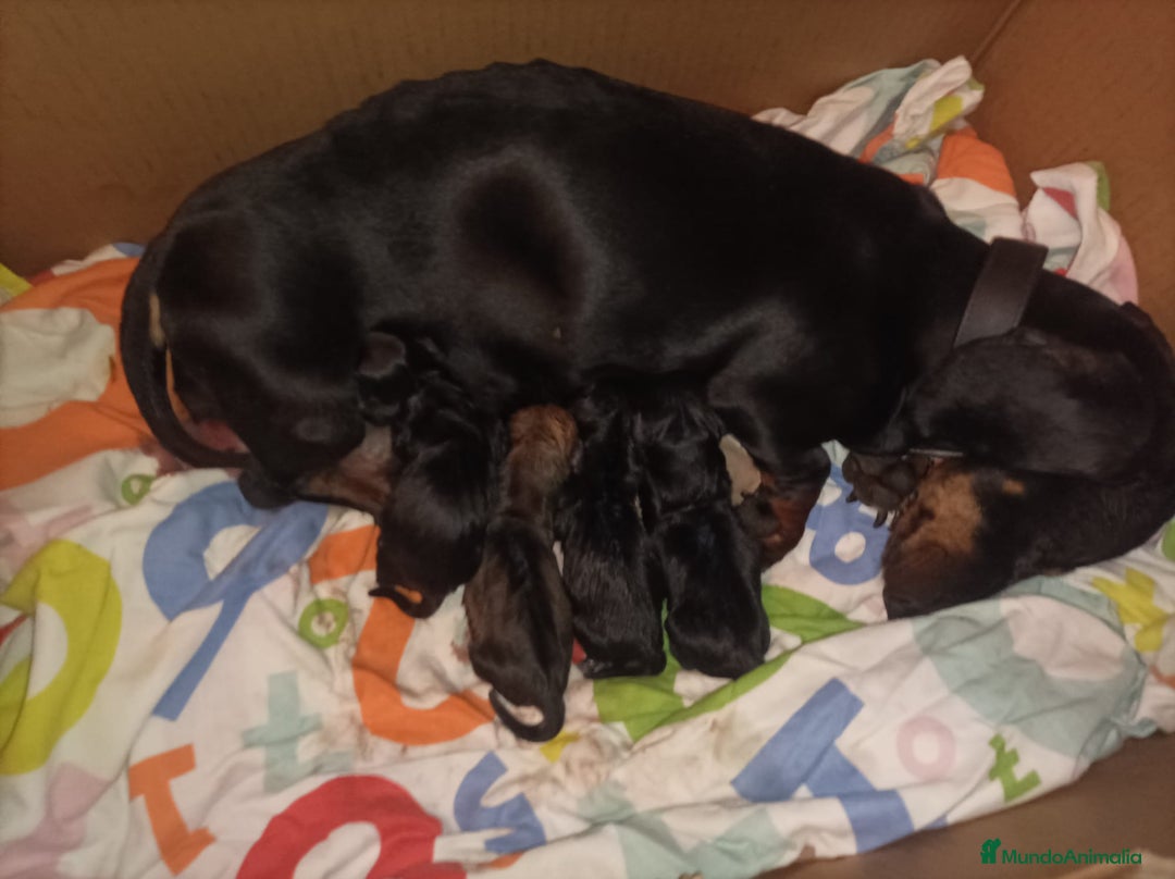 Teckel Miniatura perros en venta: Teckel kanichen - Anuncio 11