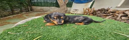 Teckel Miniatura perros en venta: Teckel kanichem cachorro - Anuncio 4