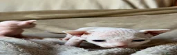 Sphynx gatos en venta: Sphynx blancos y bicolor - Anuncio 33