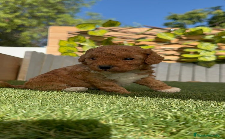 Caniche Toy perros - Anuncio 3