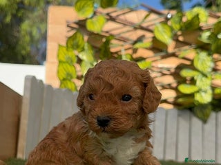 Caniche Toy perros - Anuncio 4