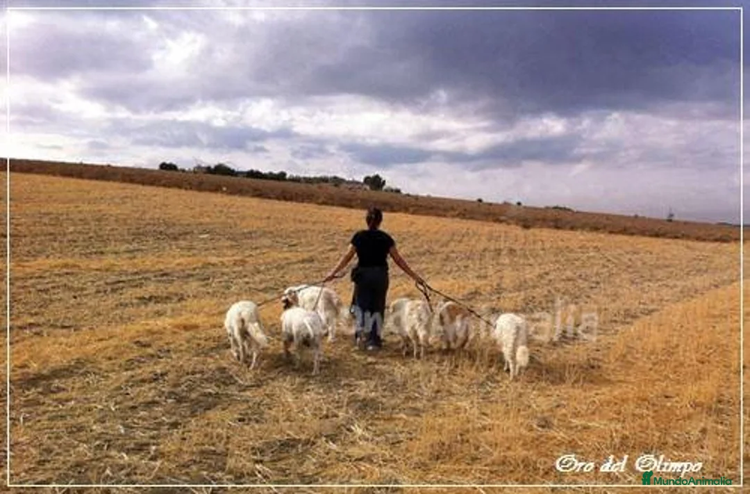 Imagen de galería {{count}}