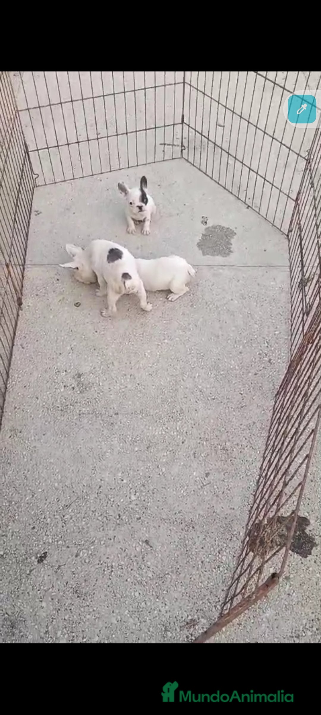 Bulldog Francés perros en venta: Bulldog francés exóticos  - Anuncio 4