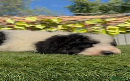 Perro de Agua Español perros en venta: PERRO DE AGUA MACHO - Imagen 22