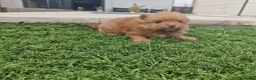 Pomerania perros en venta: Pomerania - Anuncio 2