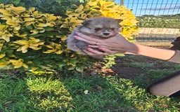 Pomerania perros en venta: Pomerania - Imagen 10