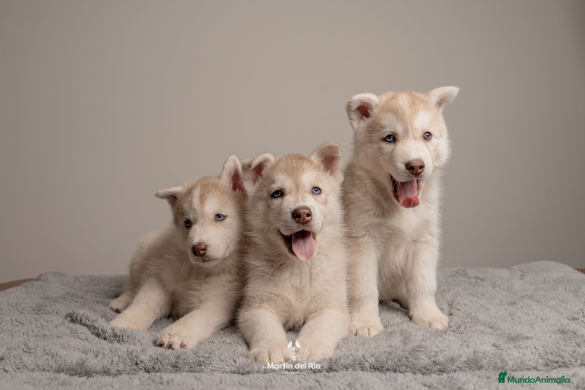 Husky Siberiano perros Husky Siberiano - Cachorros - Anuncio 2