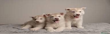 Husky Siberiana 6
