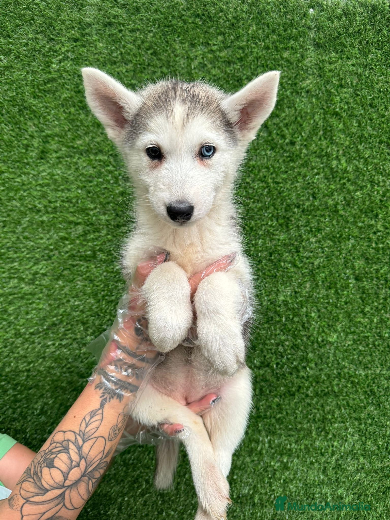 Husky Siberiano perros HUSKY PRECIOSO - Anuncio 1