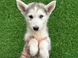 Husky Siberiano perros HUSKY PRECIOSO - Anuncio 1