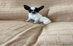 Chihuahua perros en venta: Chihuahua toy ruso - Imagen 4