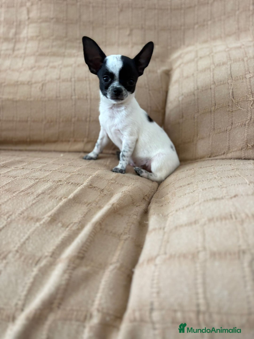 Chihuahua perros en venta: Chihuahua toy ruso - Imagen 4