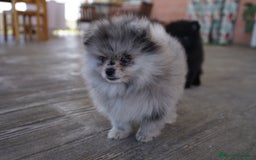 Pomerania perros en venta: 🐾 Prodigy y Monk – Pomerania con carácter 🌟 - Imagen 9
