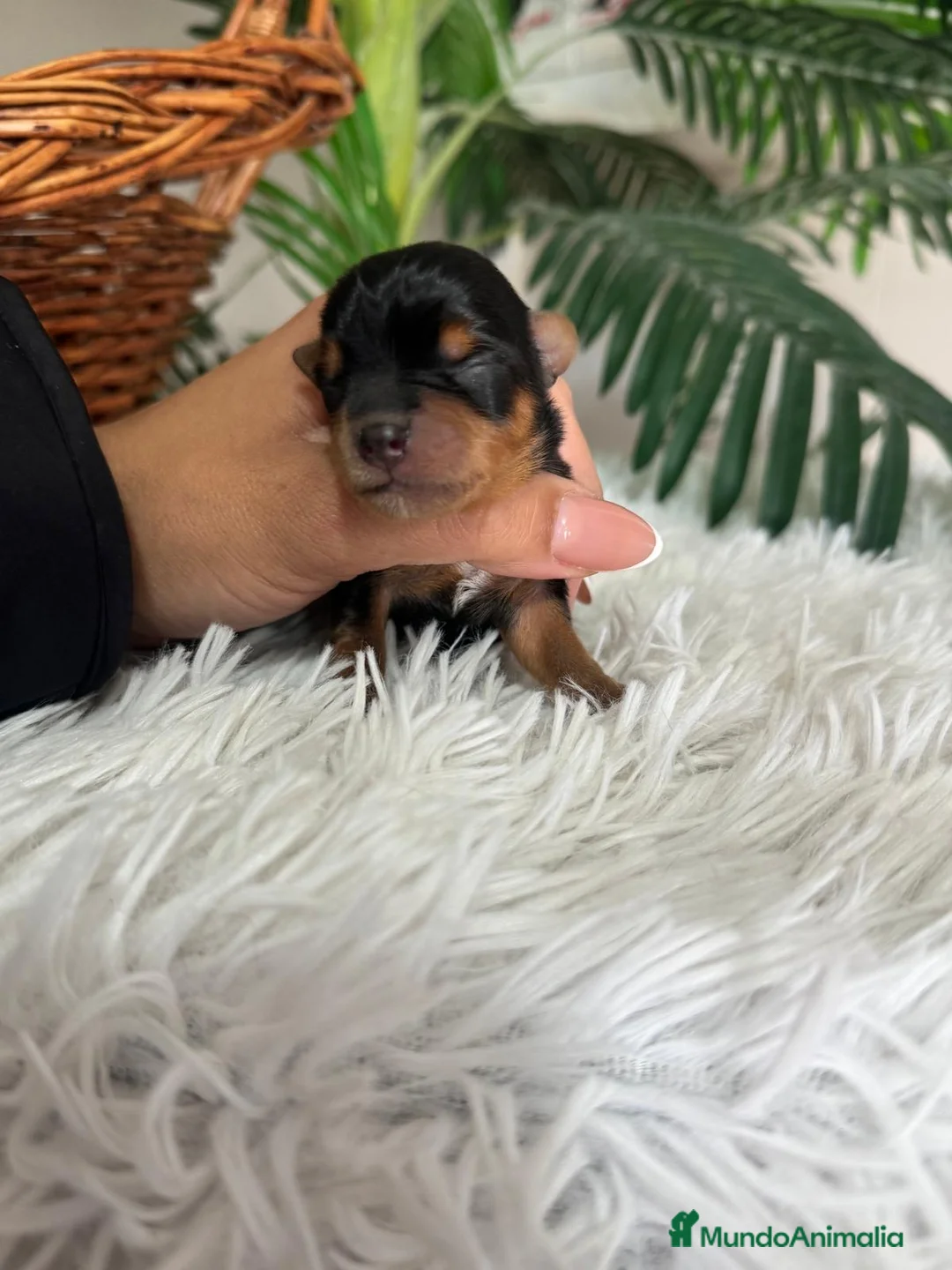 Yorkshire Terrier perros en venta: YORKSHIRE TERRIER - Anuncio 7