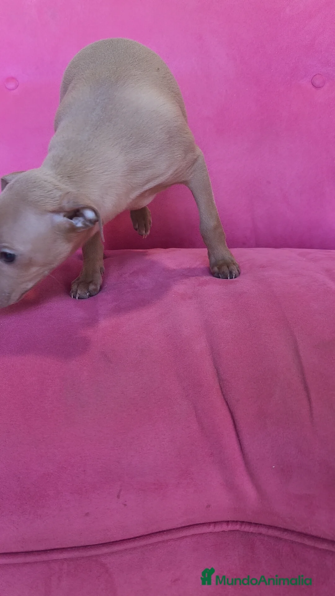 Pequeño Lebrel Italiano perros en venta: Piccolo Galgo Italiano Lebrel - Anuncio 7