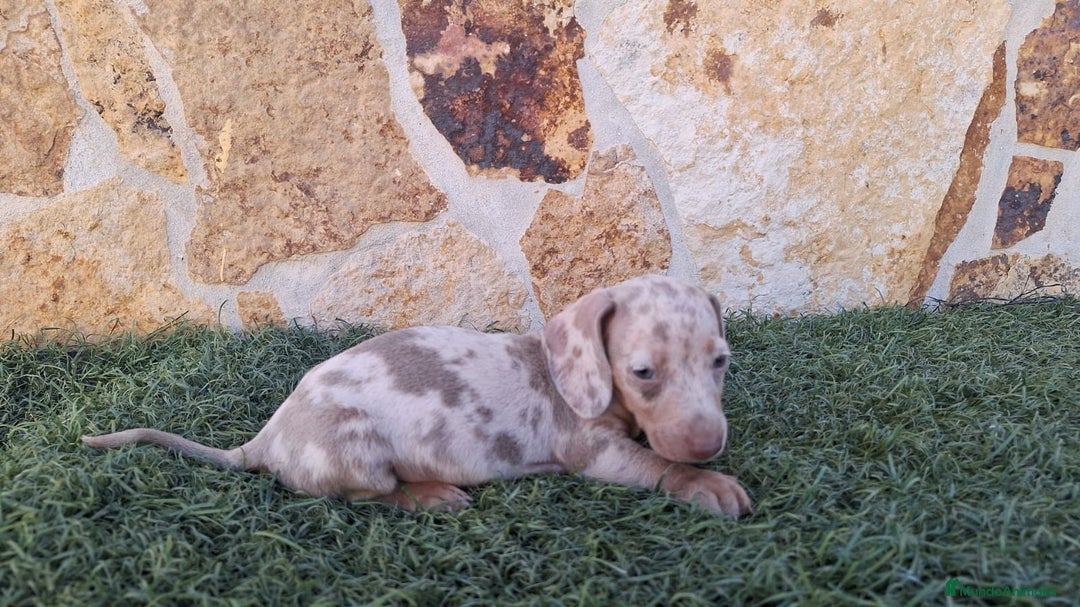 Teckel perros en venta: Teckel Arlequin Isabello - Anuncio 1