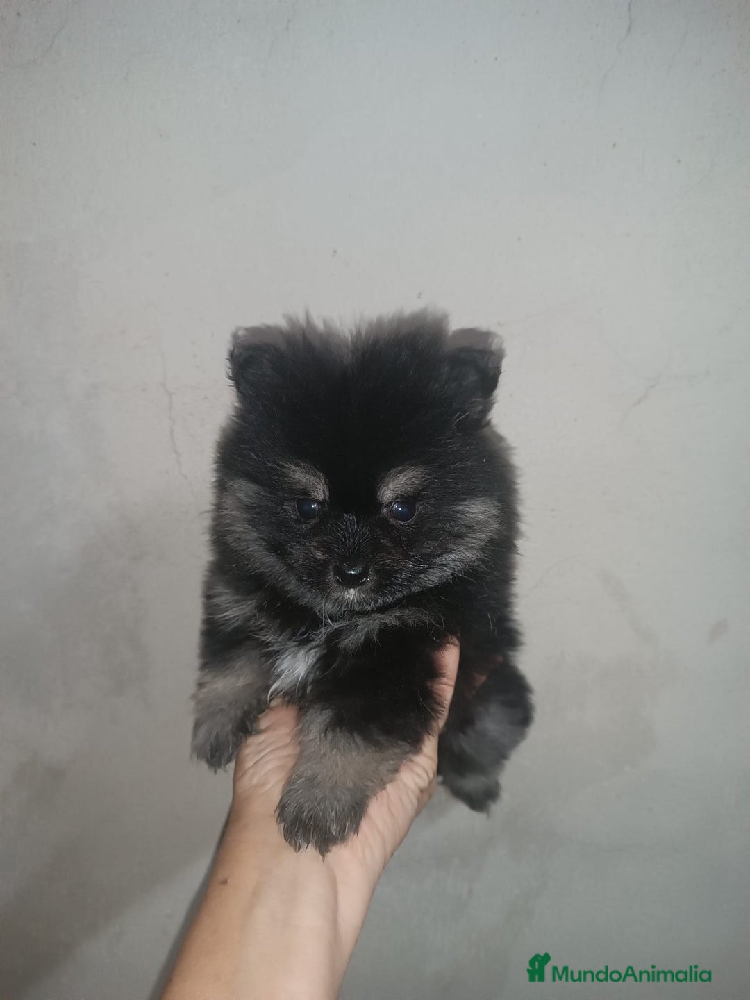 Pomerania perros en venta: PRECIOSO MACHITO DE POMERANIA - Anuncio 2