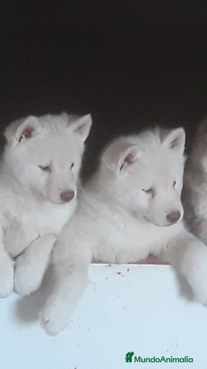 Husky Siberiano perros Precioso Huski blanco  - Anuncio 2