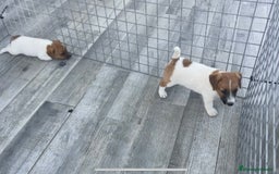 Jack Russell Terrier perros en venta: Jack Russell terrier  - Imagen 5