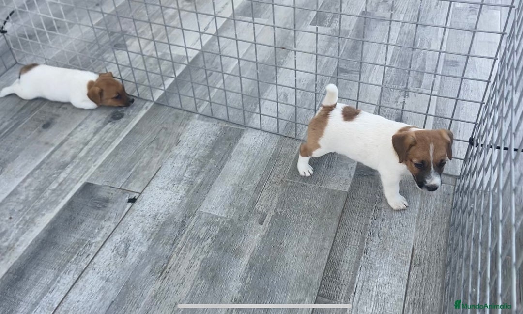 Jack Russell Terrier perros en venta: Jack Russell terrier  - Imagen 5