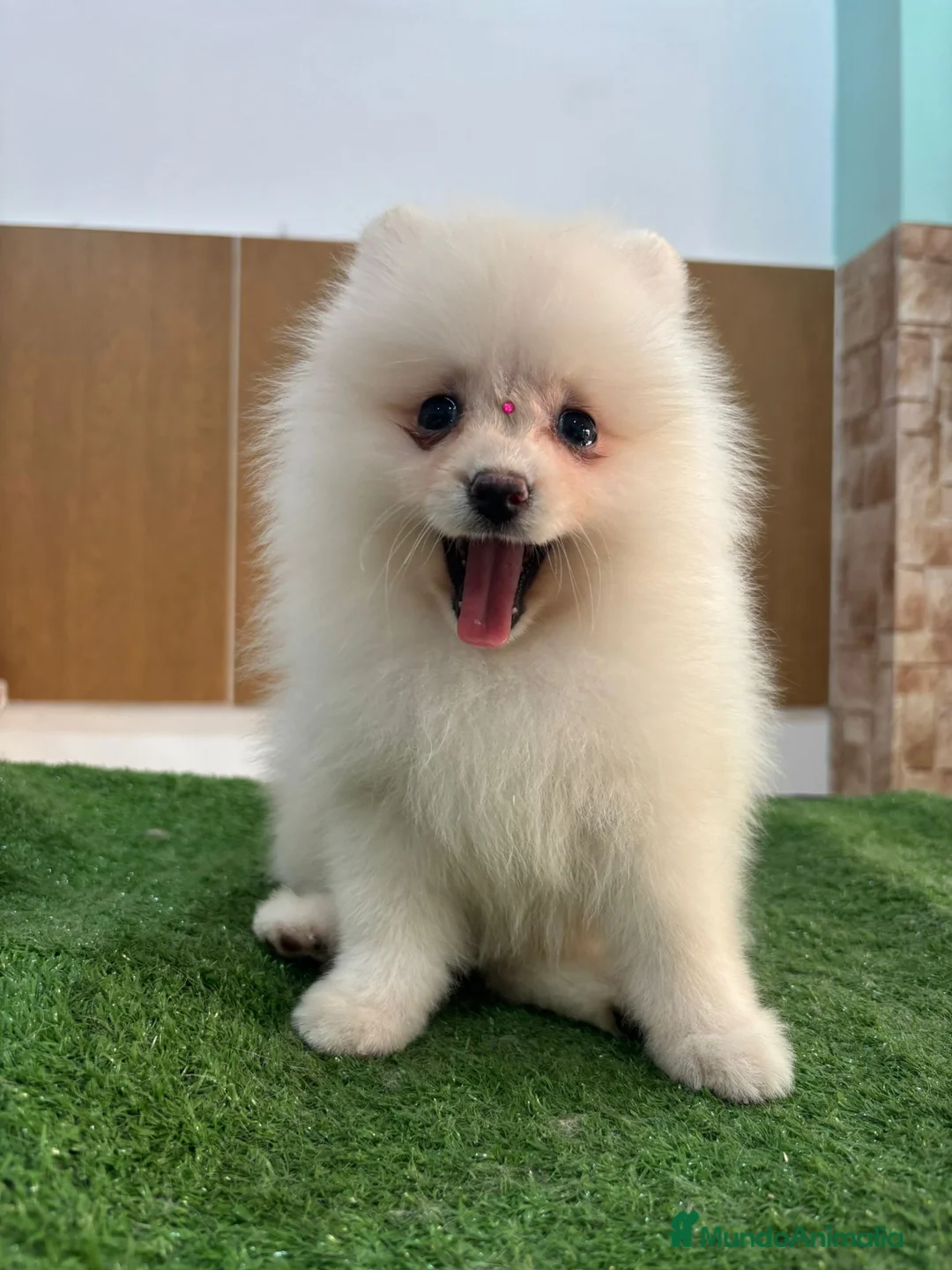 Pomerania perros en venta: Pomerania hembra,muy toy  - Anuncio 4