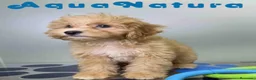 Havapoo perros en venta: Havapoo Macho de Haya y Can 6756 AQUANATURA - Anuncio 2