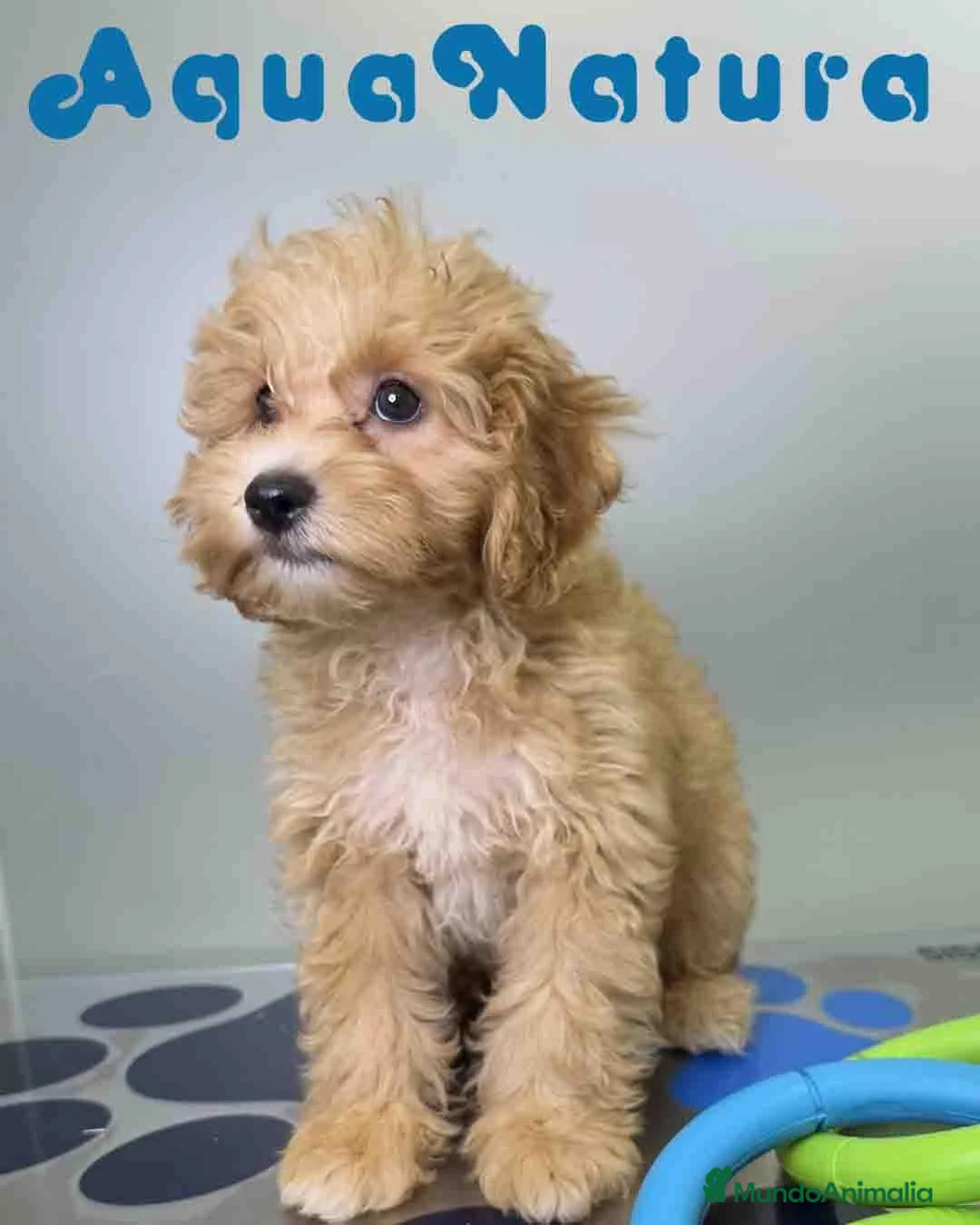 Havapoo perros en venta: Havapoo Macho de Haya y Can 6756 AQUANATURA - Anuncio 2