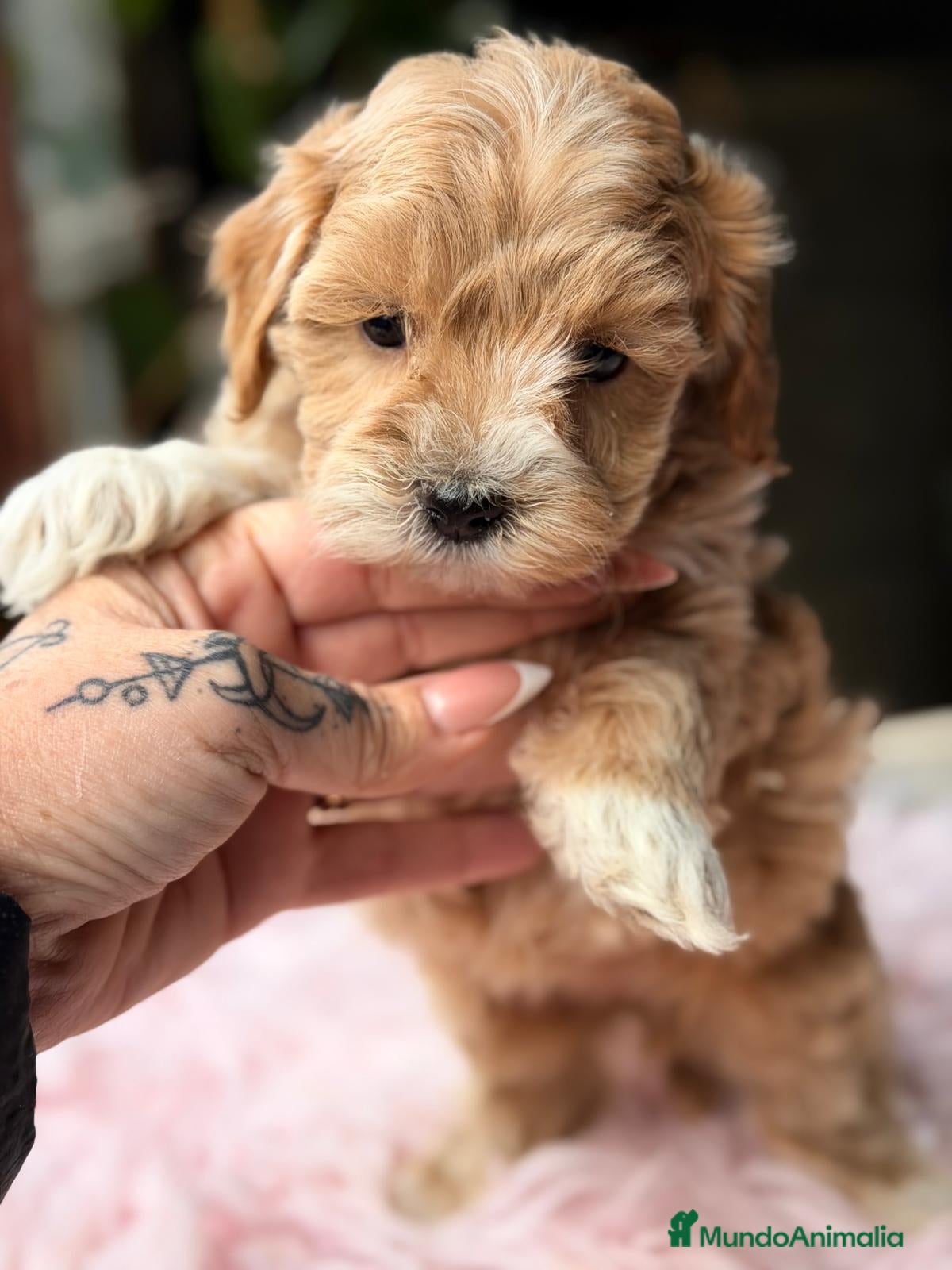 Maltipoo perros MALTIPOO F1 APRICOT  - Anuncio 3