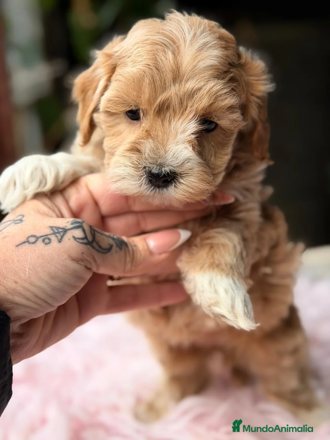 Maltipoo perros en venta: MALTIPOO F1 APRICOT  - Anuncio 1