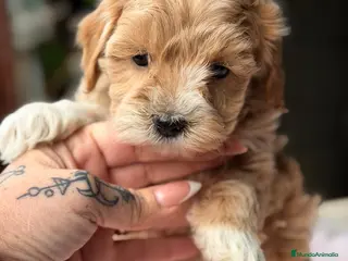 Maltipoo perros MALTIPOO F1 APRICOT - Anuncio 3