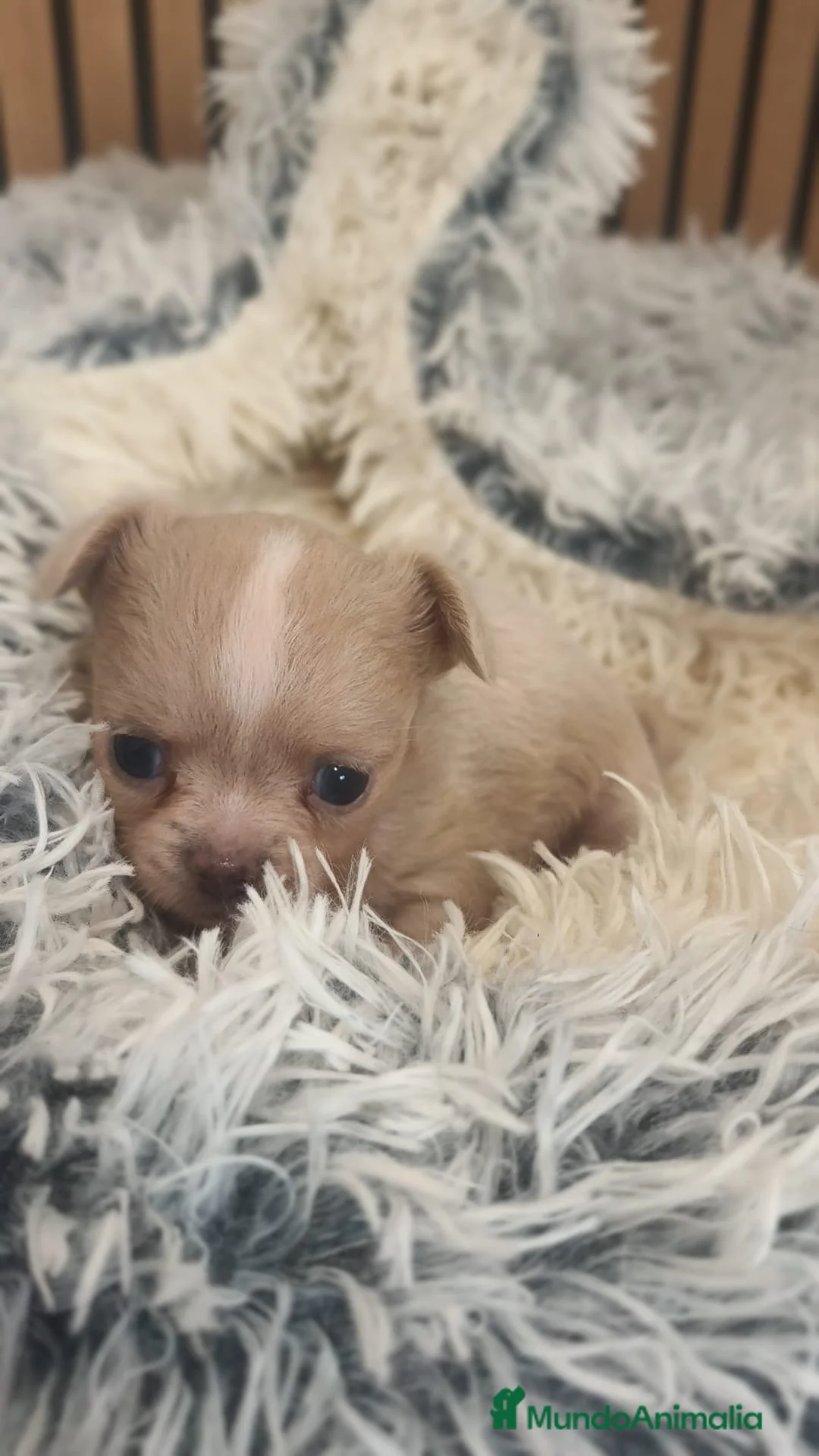 Chihuahua perros en venta: Chihuahua Toy pelo largo  - Anuncio 3