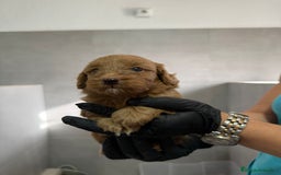 Maltipoo perros en venta: CACHORROS DE MALTIPOO - Imagen 1