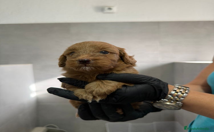 Maltipoo perros - Anuncio 2