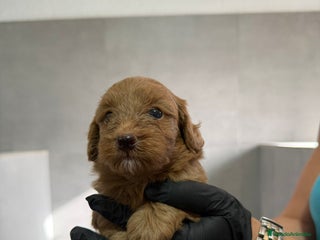 Maltipoo perros - Anuncio 8