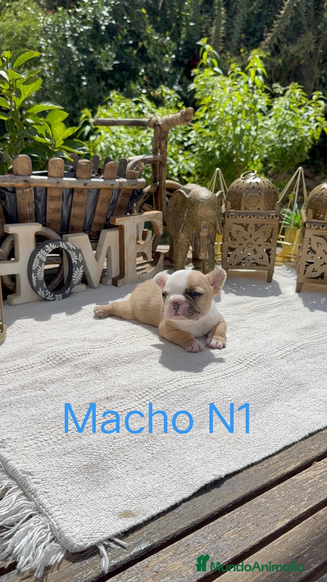 Bulldog Francés perros en venta: Bulldog francés exóticos estupenda morfología  - Anuncio 7