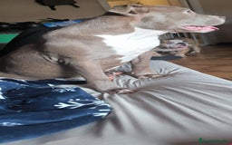 American Bully perros en venta: American Bully XL - Imagen 3