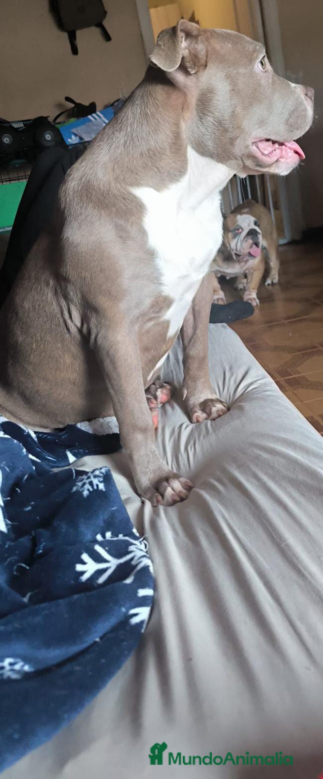 American Bully perros en venta: American Bully XL - Imagen 3