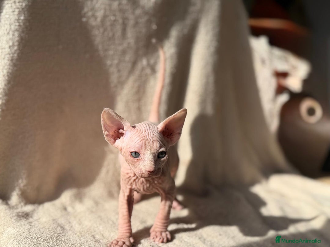 Sphynx gatos en venta: Camada Sphynx preciosa - Anuncio 7
