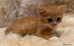 Británico de Pelo Corto gatos en venta: Hembra British Bicolor - Anuncio 7