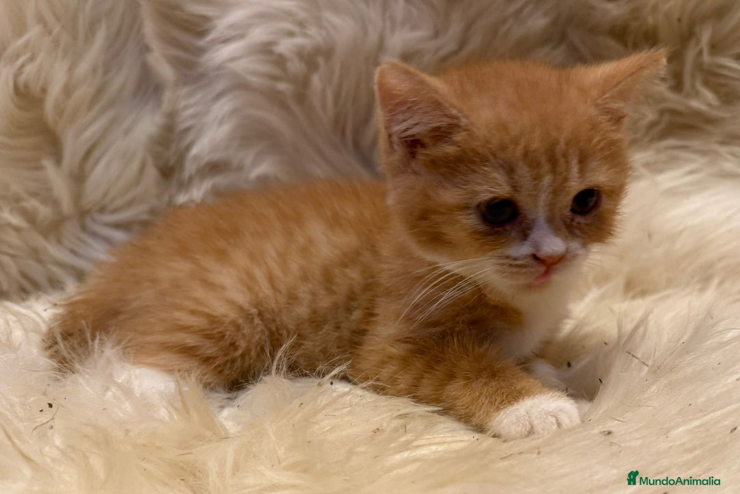 Británico de Pelo Corto gatos en venta: Hembra British Bicolor - Anuncio 7