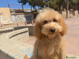 Caniche Toy perros - Anuncio 20