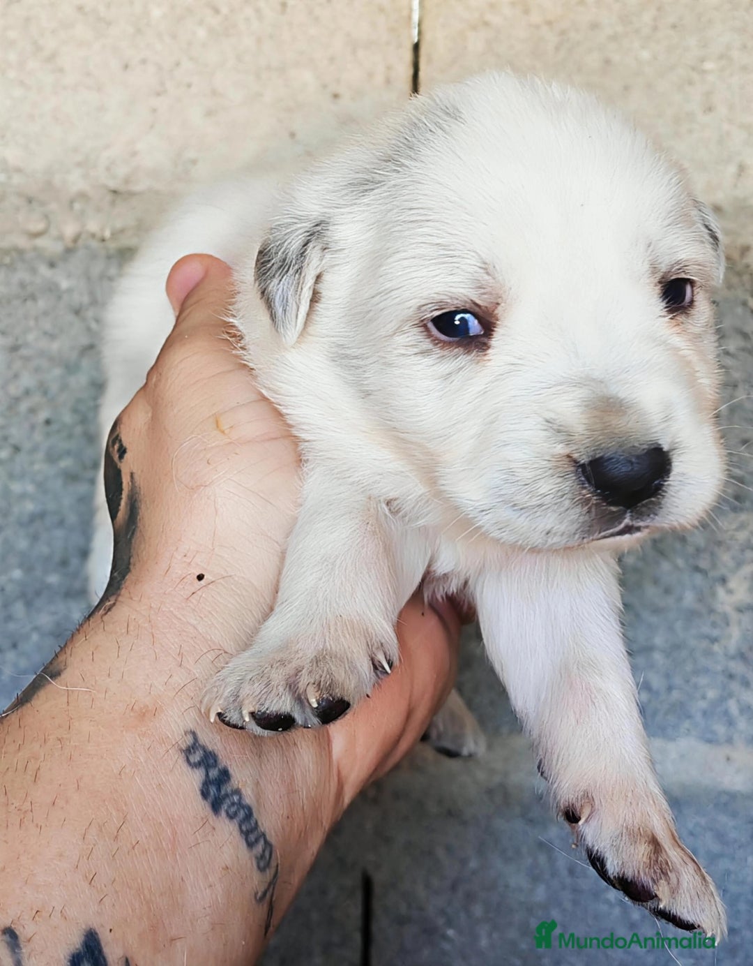 Mastín Español perros en venta: MASTÍN ESPAÑOL - Anuncio 11