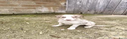 Border Collie perros en venta: Cachorros border collie chocolate! - Anuncio 11