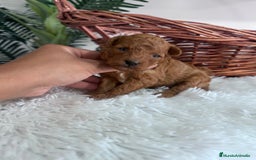 Caniche Toy perros en venta: CANICHE MINI TOY MACHO - Imagen 6