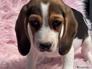 Beagle perros - Anuncio 13